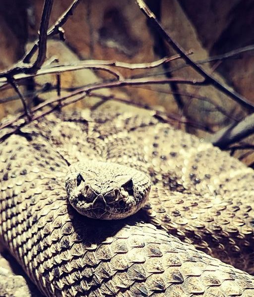 Rattlesnake